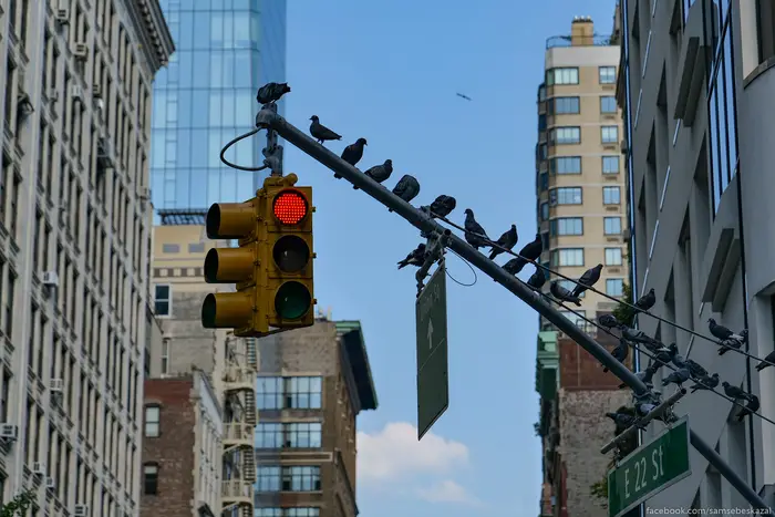 A photo of birds on a traffic light